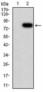 KPNA2 Antibody