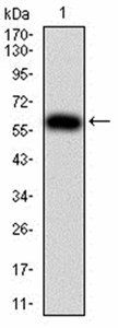 KPNA2 Antibody