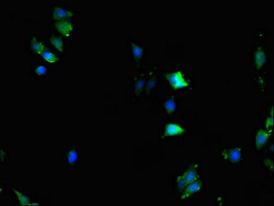 KPNA2 Antibody