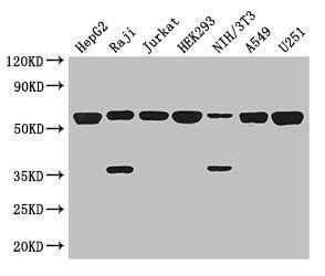 KPNA2 Antibody