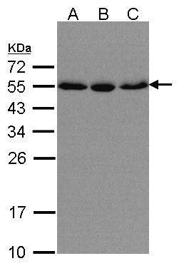 KPNA2 antibody [C3], C-term