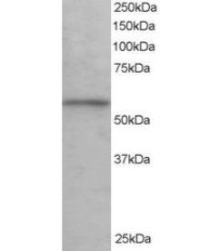 Goat anti-KPNA3 / IPOA4 Antibody