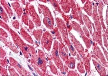 Goat anti-KPNA3 / IPOA4 Antibody