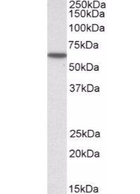 Goat anti-KPNA3 / IPOA4 Antibody