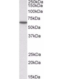 KPNA3 antibody