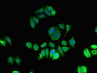 KPNA4 antibody