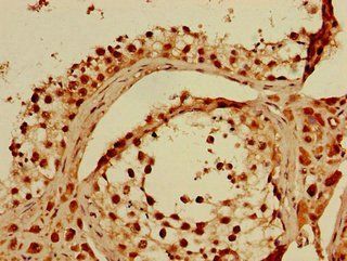 KPNA4 antibody