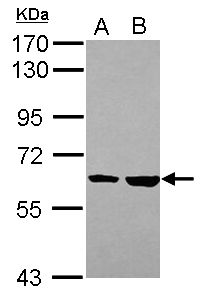 KPNA4 antibody [C3], C-term