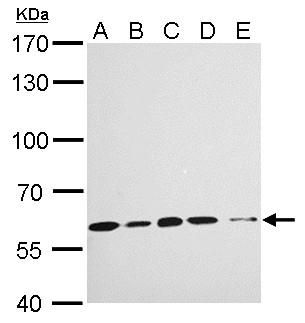 KPNA4 antibody [C3], C-term