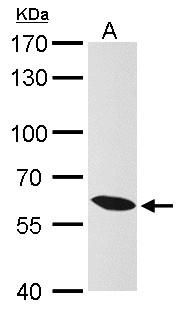 KPNA4 antibody [C3], C-term