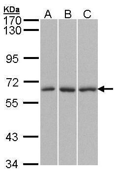 KPNA4 antibody [C3], C-term