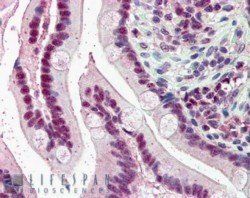 Goat anti-KPNA4 / IPOA3 Antibody