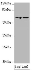 KPNA6 Antibody