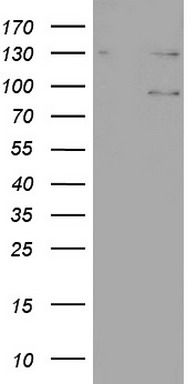 KRAS Antibody