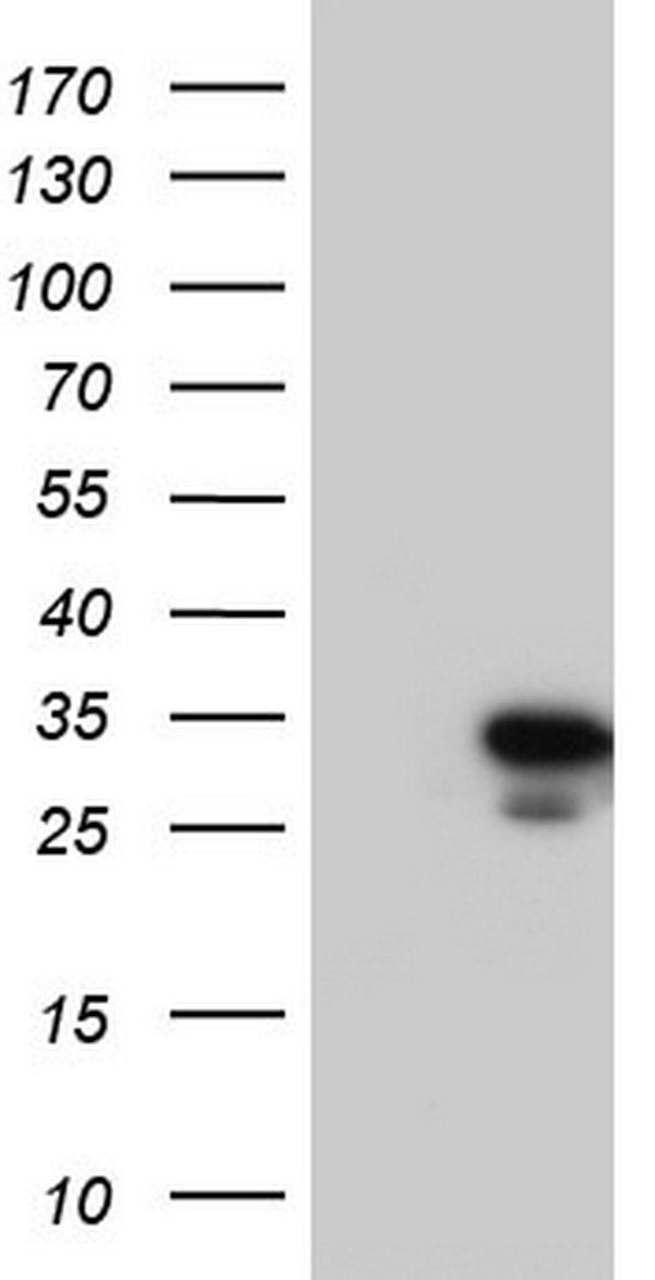 KRAS Antibody