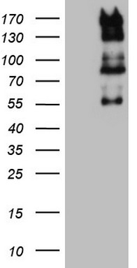 KRAS Antibody