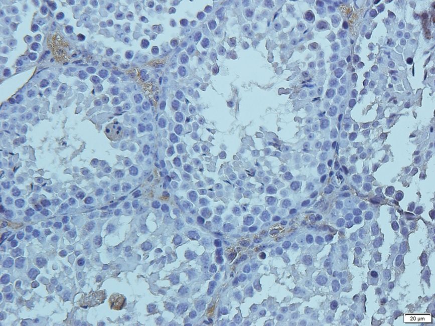KREM1 antibody