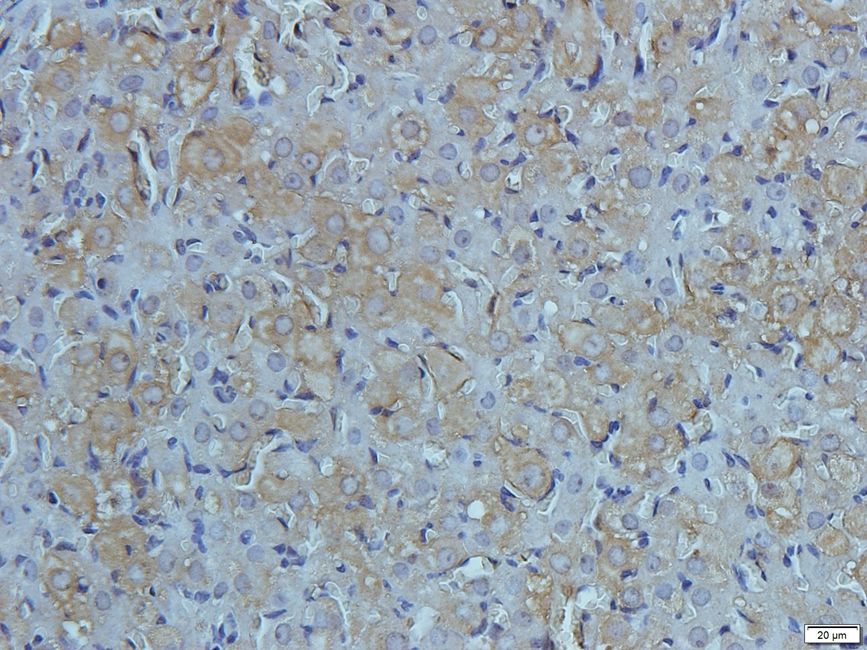 KREM1 antibody