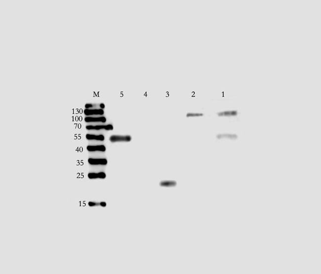 KREM1 antibody