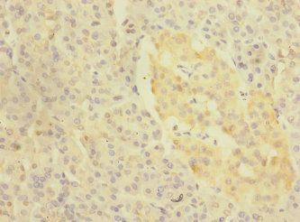 KREMEN1 antibody