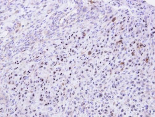 KRR1 antibody [N1C3]