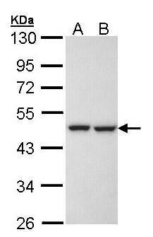 KRR1 antibody [N1C3]
