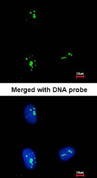 KRR1 antibody