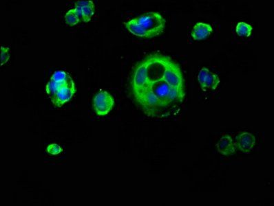 KRT1 Antibody