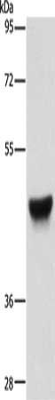 KRT13 antibody