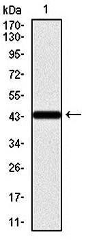 KRT13 Antibody
