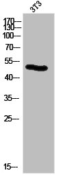 KRT14/KRT16 Antibody
