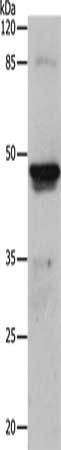KRT15 Antibody