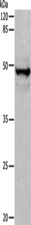 KRT15 Antibody