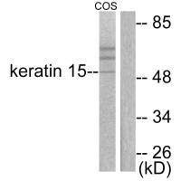 KRT15 antibody