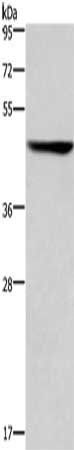 KRT16 Antibody