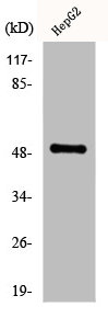 KRT16 Antibody