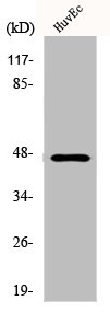 KRT18 Antibody