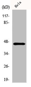 KRT18 Antibody