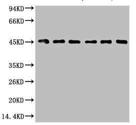 KRT18 Antibody