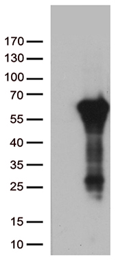 FLJ40504 Antibody
