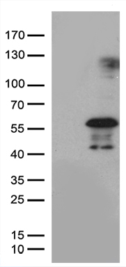 FLJ40504 Antibody