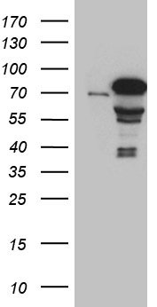 FLJ40504 Antibody