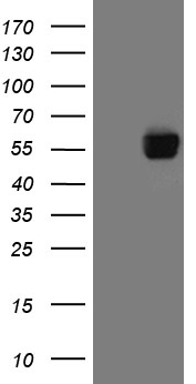 FLJ40504 Antibody