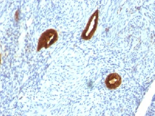 KRT19 Antibody