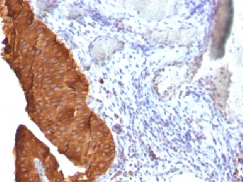 KRT19 Antibody