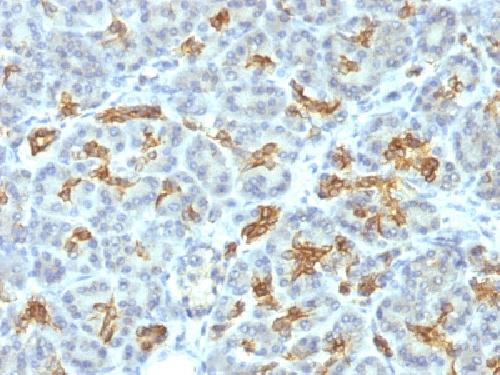 KRT19 antibody