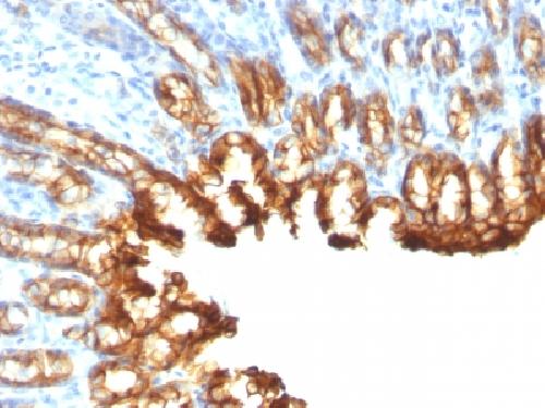 KRT19 antibody