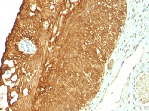 Cytokeratin 19 (Pancreatic Stem Cell Marker) Antibody