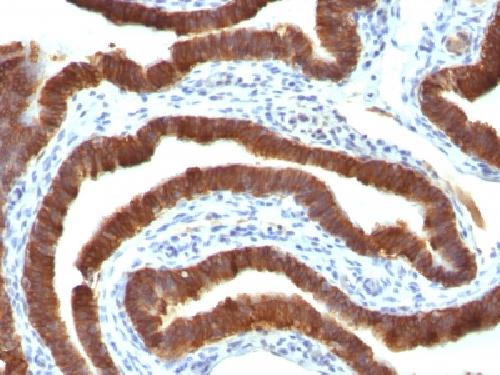 KRT19 Antibody