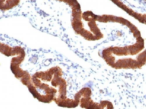 Cytokeratin 19 (KRT19) (Pancreatic Stem Cell Marker) Antibody